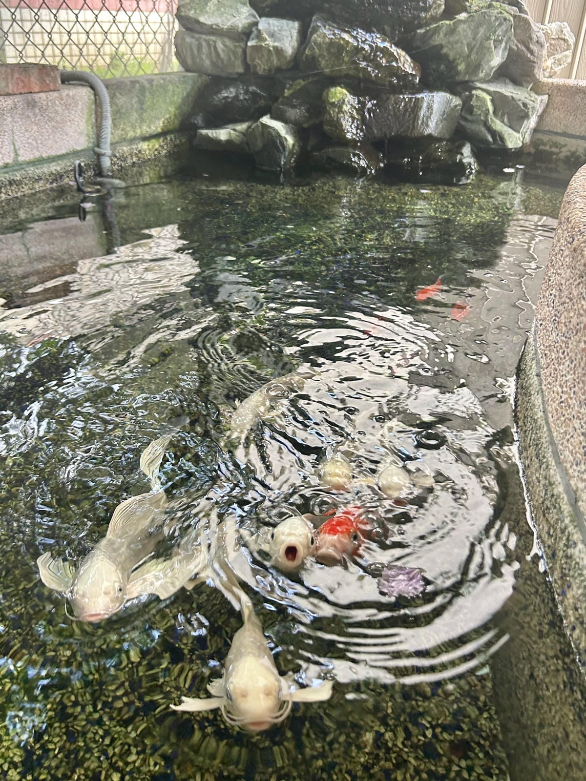 《 親子行程 》新北市親子館|五股興珍親子館、永和網溪親子館 《 親子行程 》新北市親子館|五股興珍親子館、永和網溪親子館