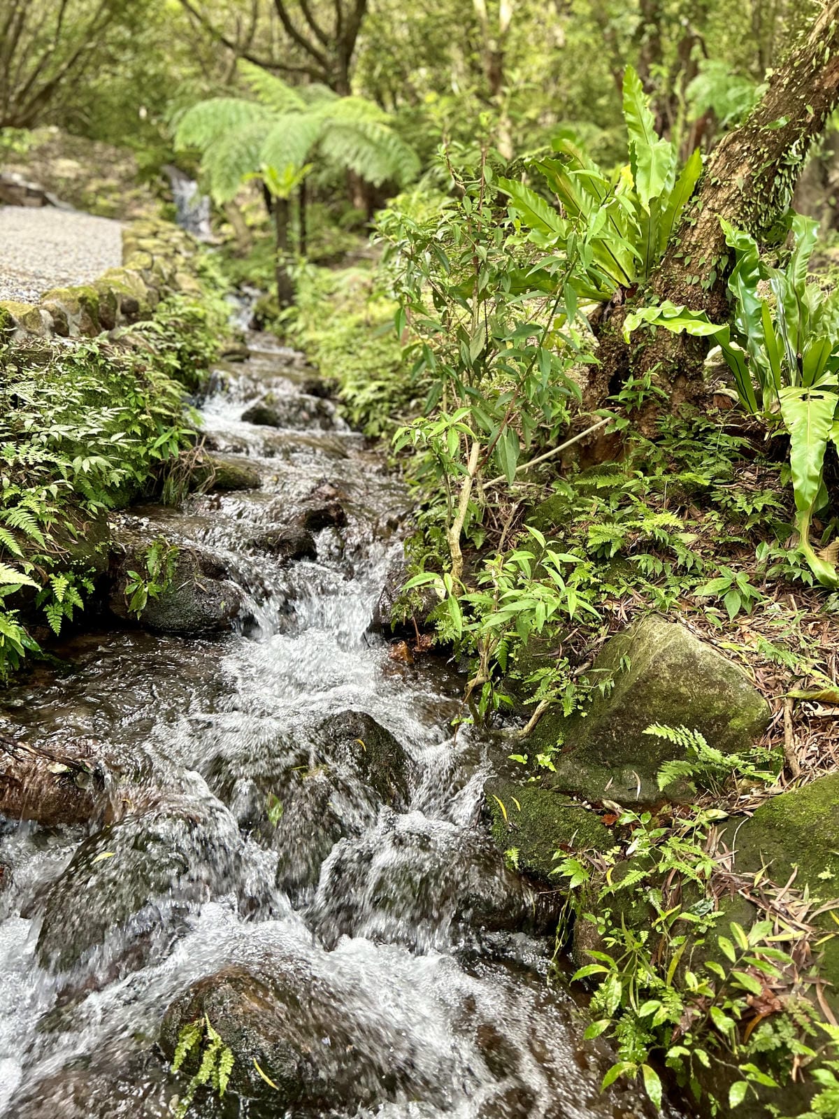 《 台北陽明山豪華露營 》蟬說：暖硫｜每帳都有獨立衛浴｜一泊